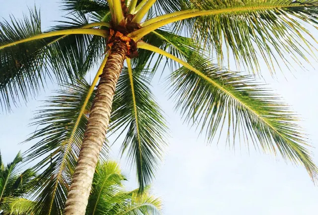 Florida como paraíso fiscal: Ventajas para empresas, propietarios e inversores – EE.UU.